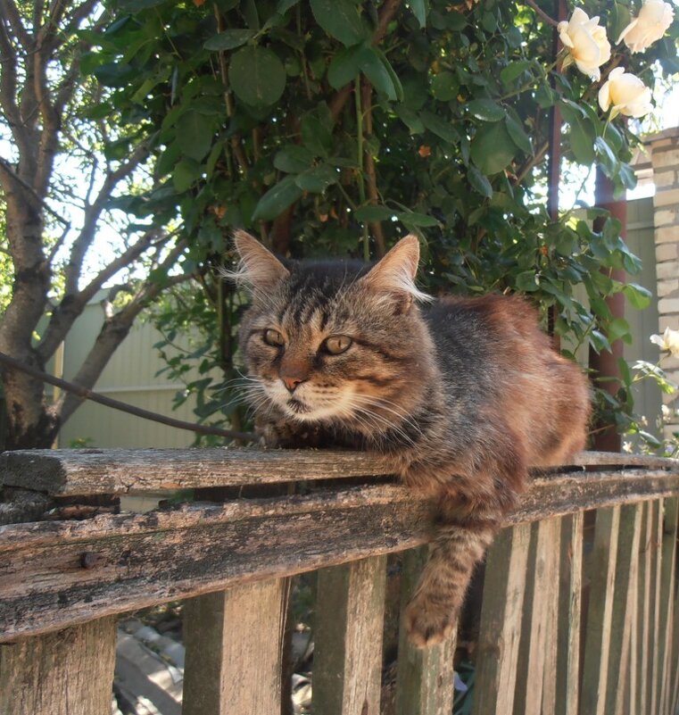 Разбудила... - Наталья 