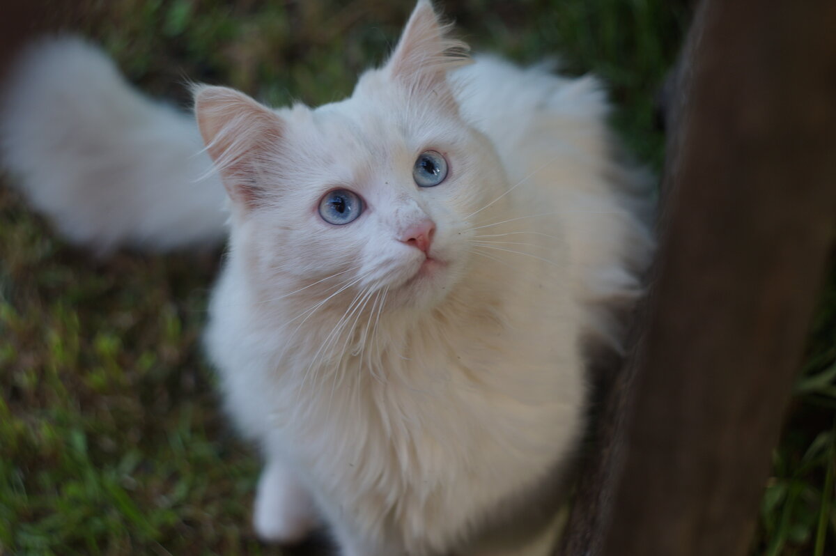 Миляшка - Сергей Ц Миляшка - Сергей Ц