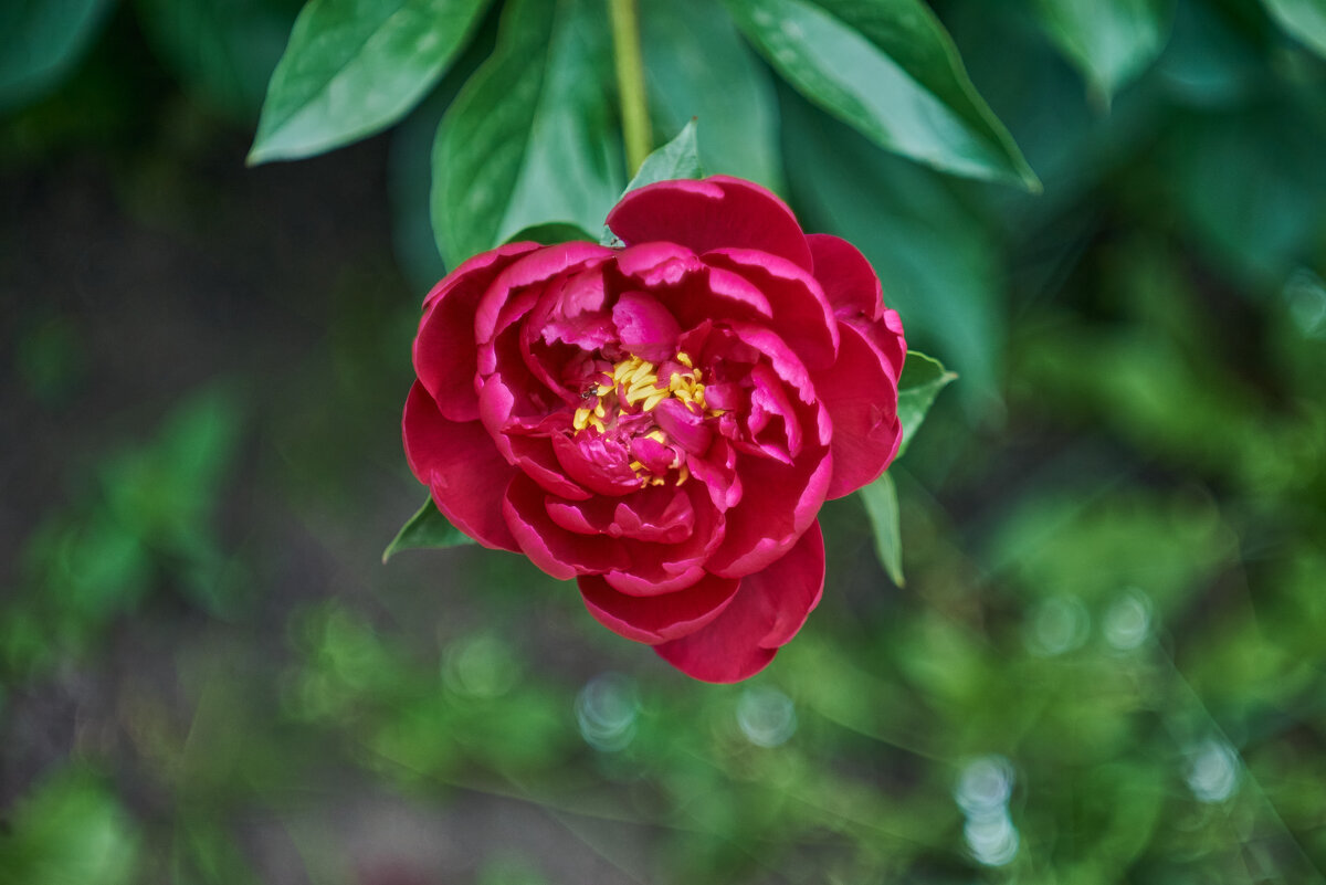 пион - Александр Леонов