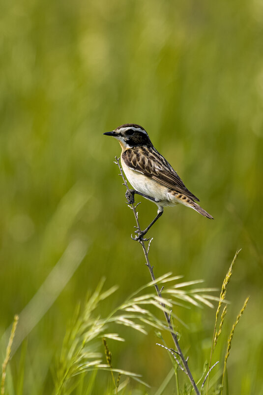 Чекан луговой - Валерий Черняк