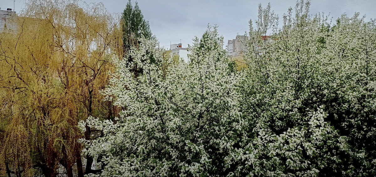 Цветёт черёмуха за окном ... - Владимир Шошин Цветёт черёмуха за окном ... - Владимир Шошин