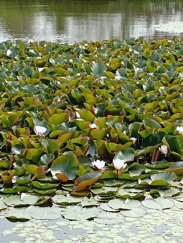 Кувшинки на Монастырском озере - Екатерина Филипенко