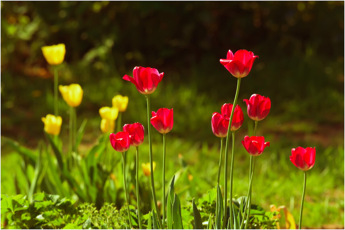 Картинка мая - Валентин Котляров