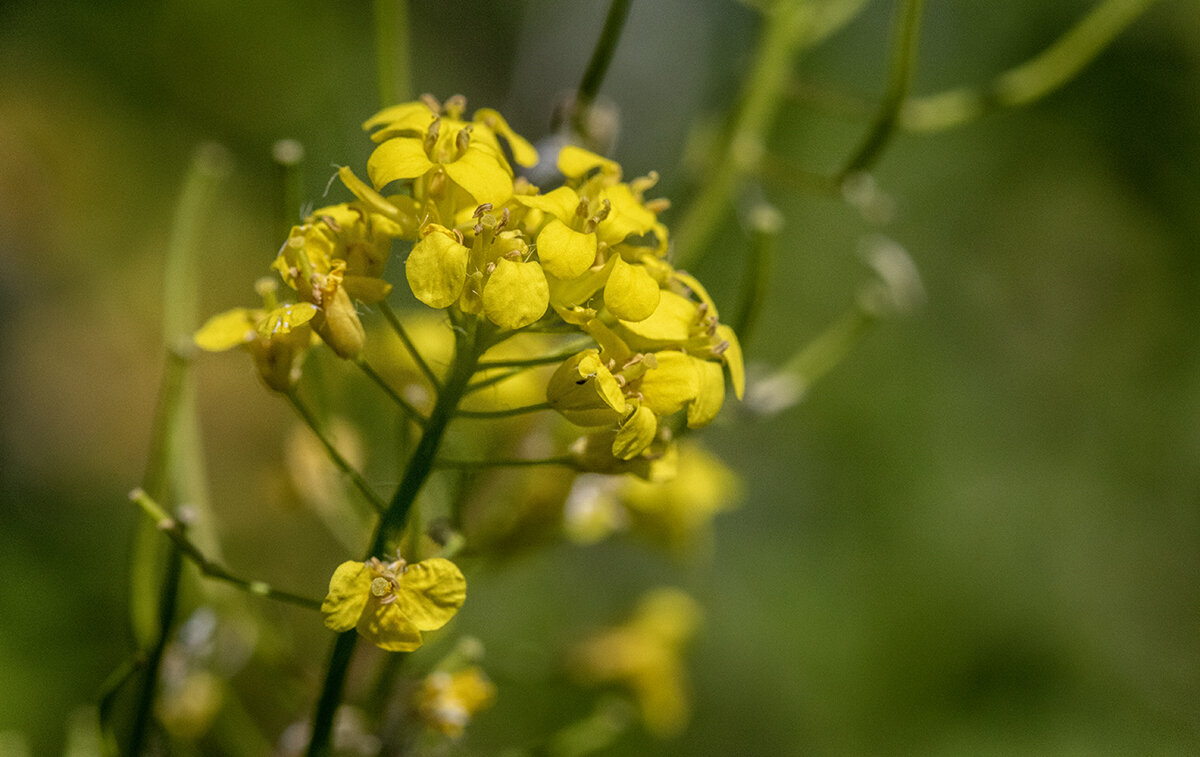 Сурепка. - Лилия * Сурепка. - Лилия *