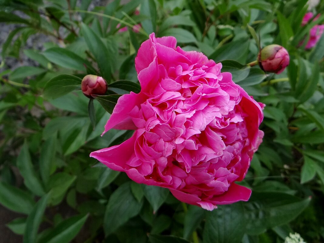 Пион - Антонина Гугаева