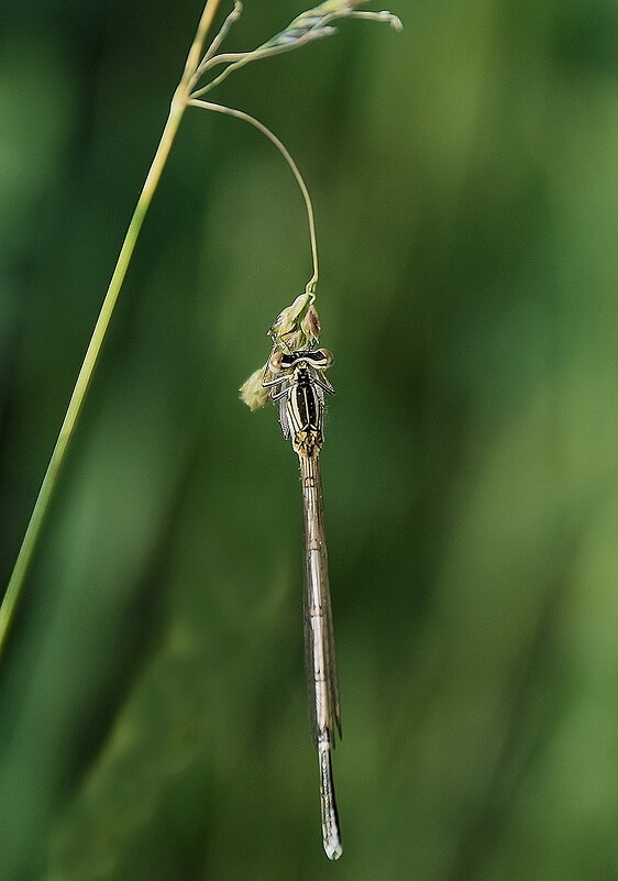 На лугу - лето! - Валентина  Нефёдова 