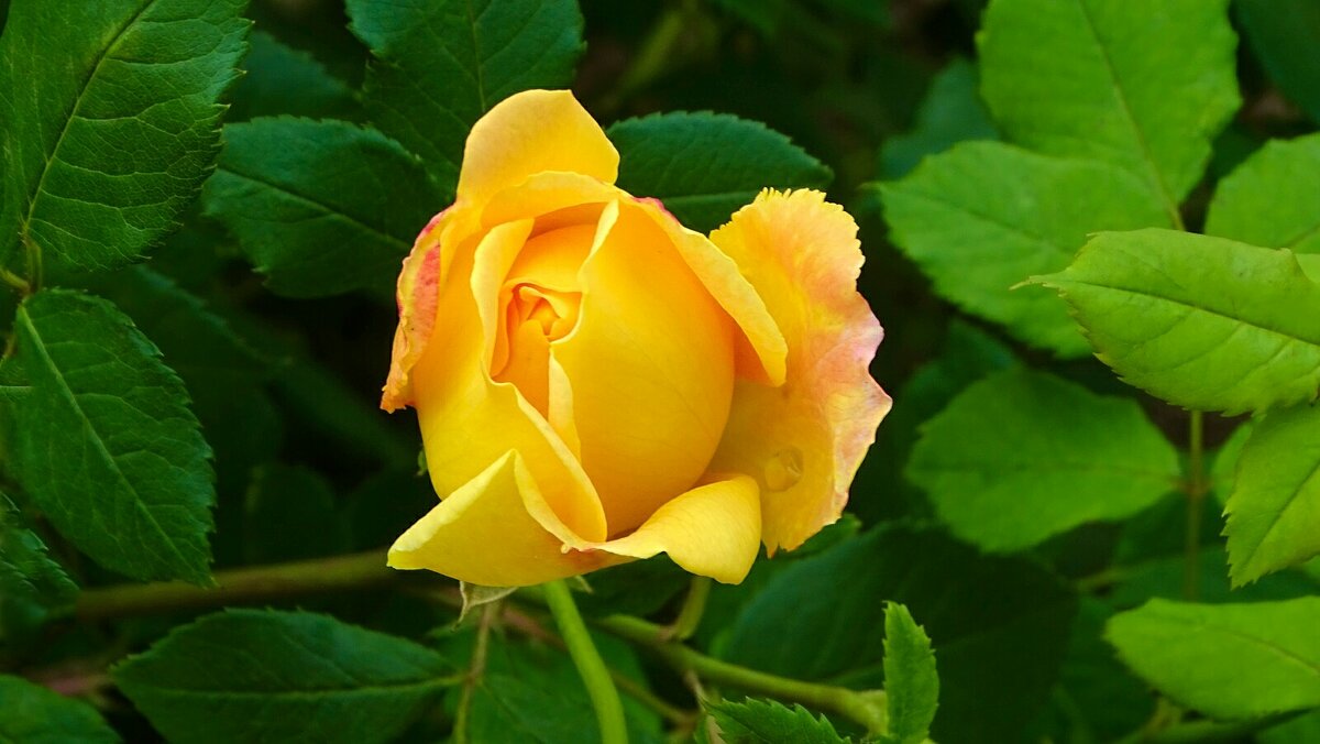 Городские цветы - Милешкин Владимир Алексеевич Городские цветы - Милешкин Владимир Алексеевич