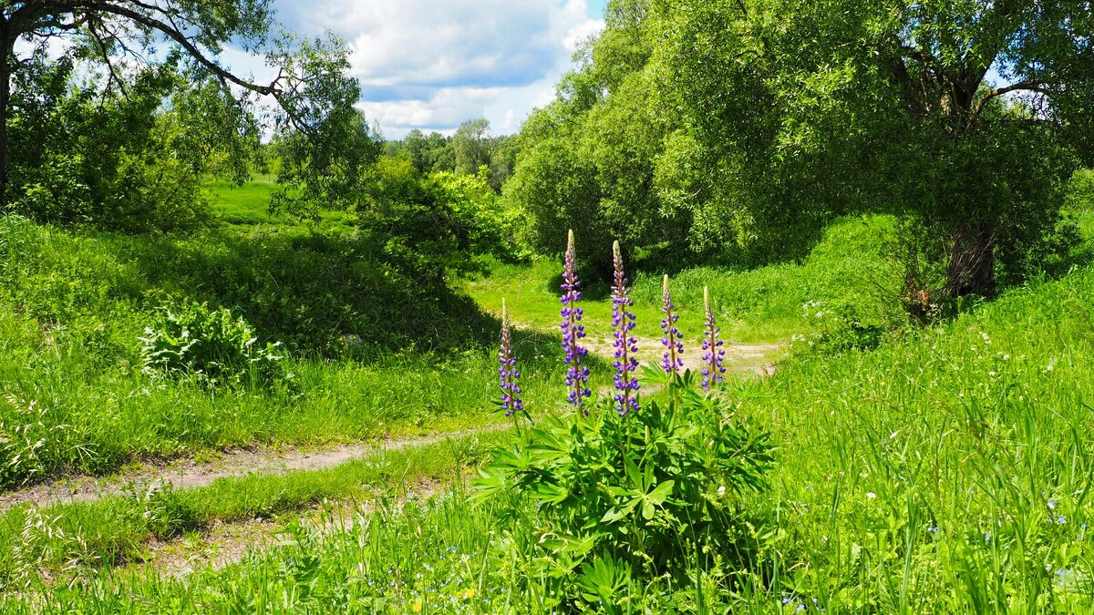 Дорога к берегу Днепра. - Милешкин Владимир Алексеевич 