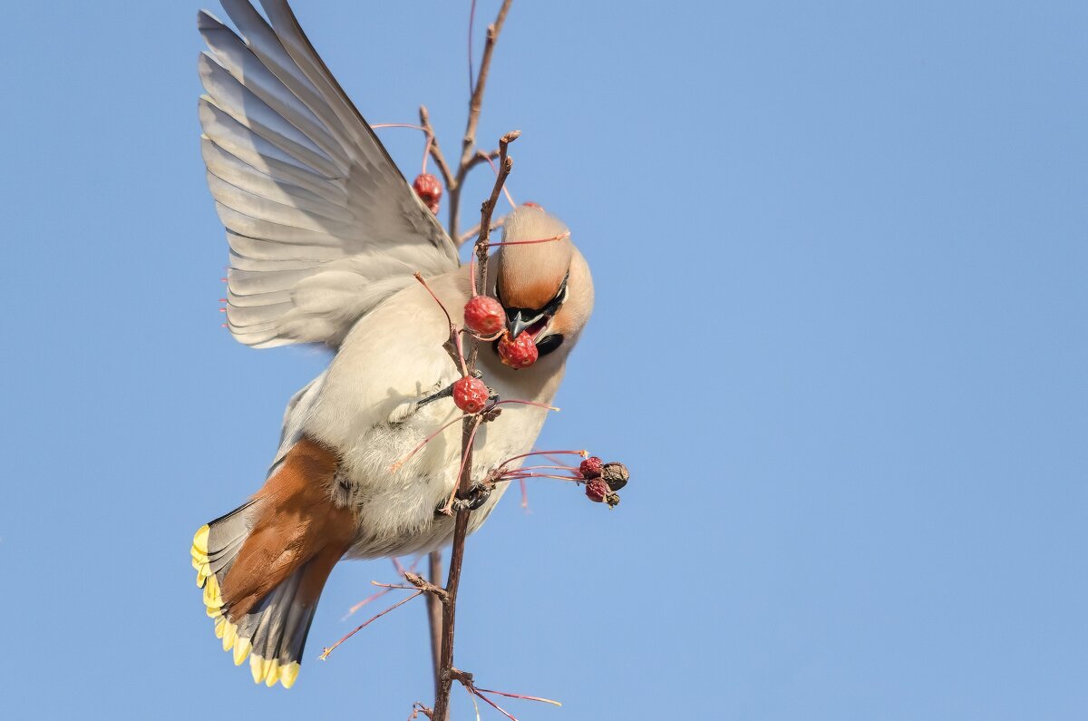 Свиристель. - Виктор Иванович Чернюк Свиристель. - Виктор Иванович Чернюк