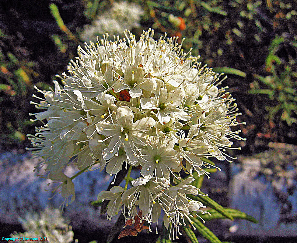 Июнь...Цветет в тайге багульник! - Владимир Июнь...Цветет в тайге багульник! - Владимир