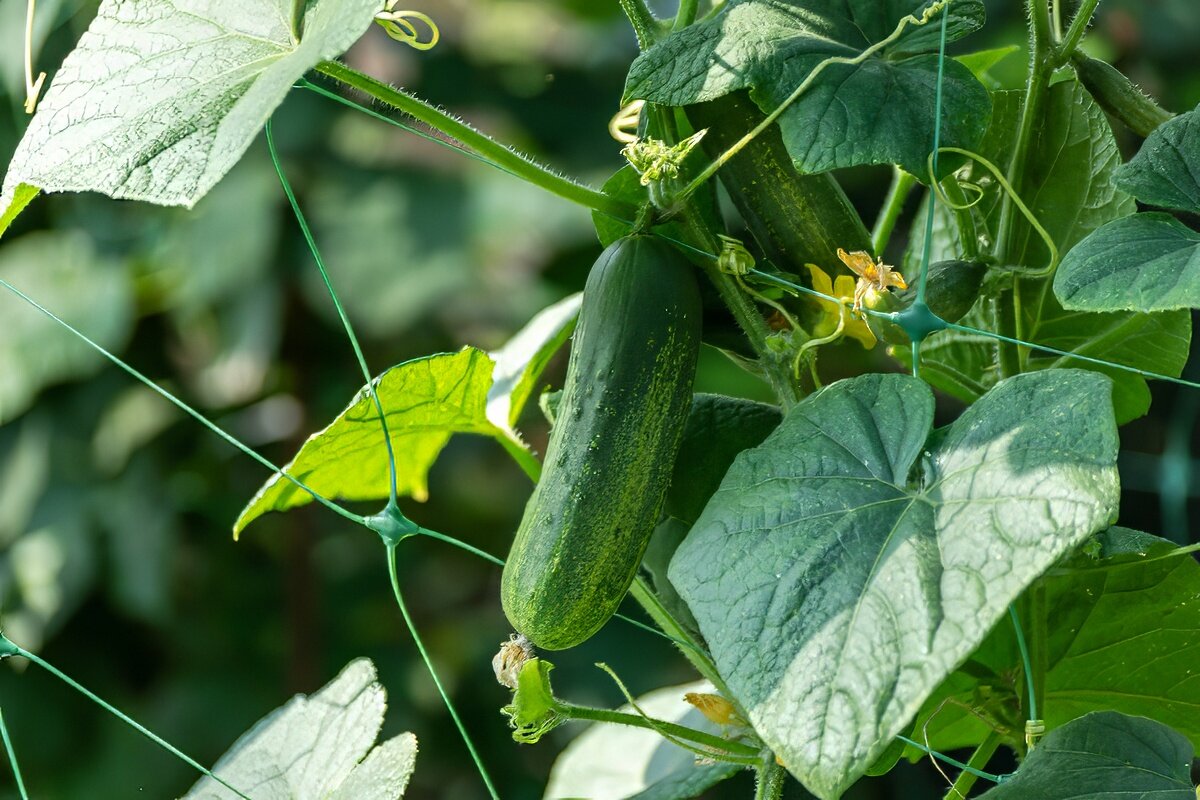 Огурец в моем огороде - Игорь Сикорский Огурец в моем огороде - Игорь Сикорский