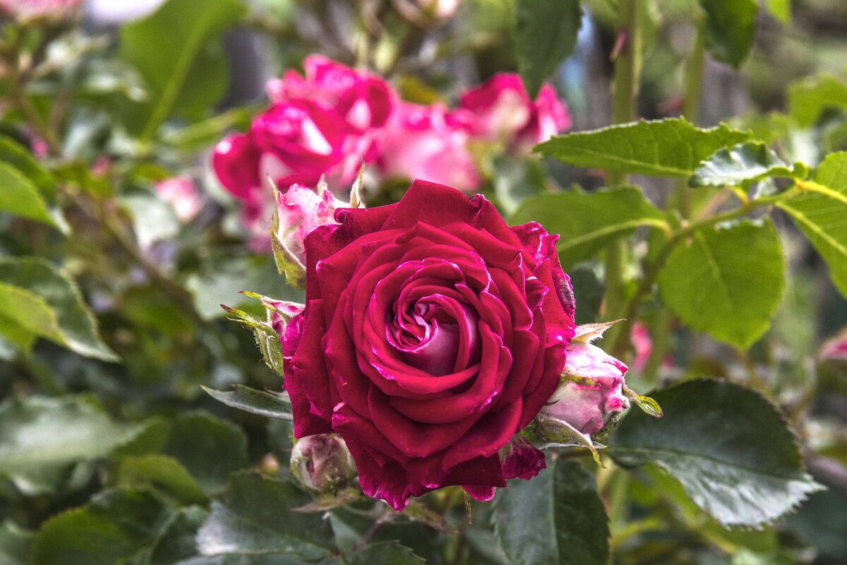 Руби Стар - Валентин Семчишин Руби Стар - Валентин Семчишин