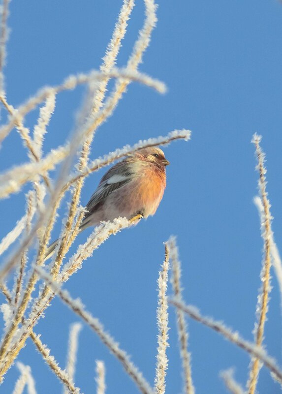 Морозное утро. - Михаил Белоусов