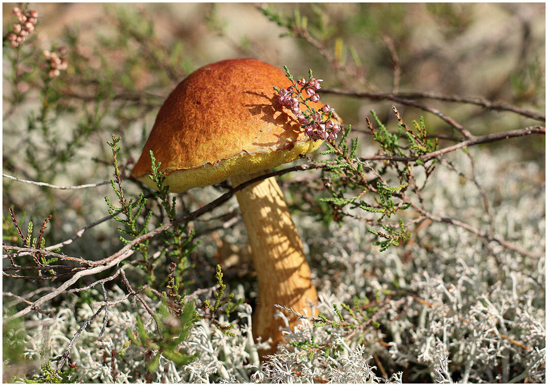 Золотой Боровик... - Aleksandr Gal Золотой Боровик... - Aleksandr Gal