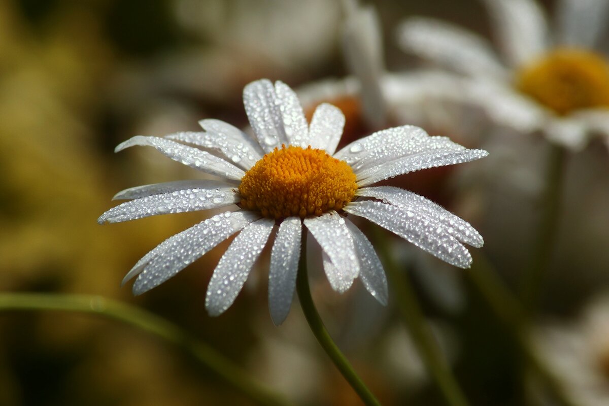 Доброе утро - Юрий. Шмаков