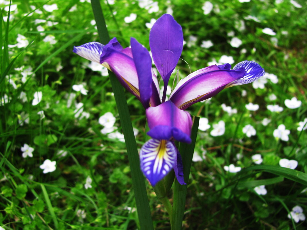 Интересный ирис - Людмила Смородинская