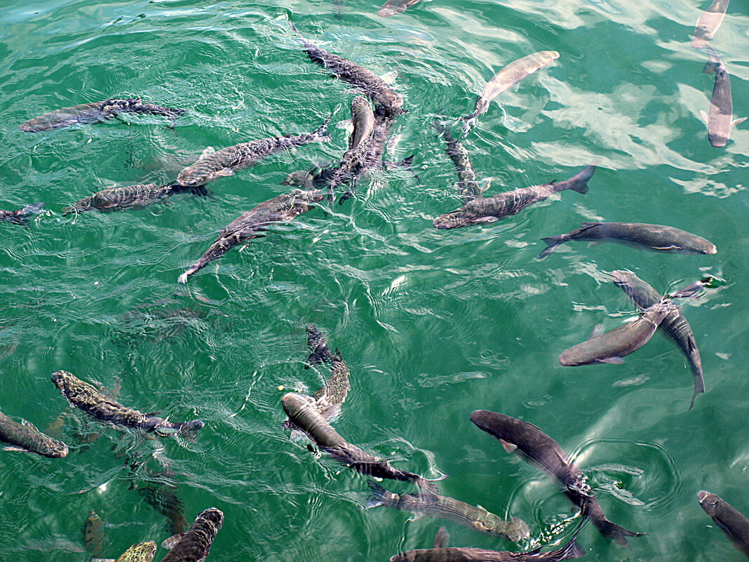 Барселона. - Владимир Драгунский