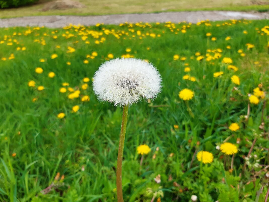 Вот и лето пришло - Галина Минчук Вот и лето пришло - Галина Минчук