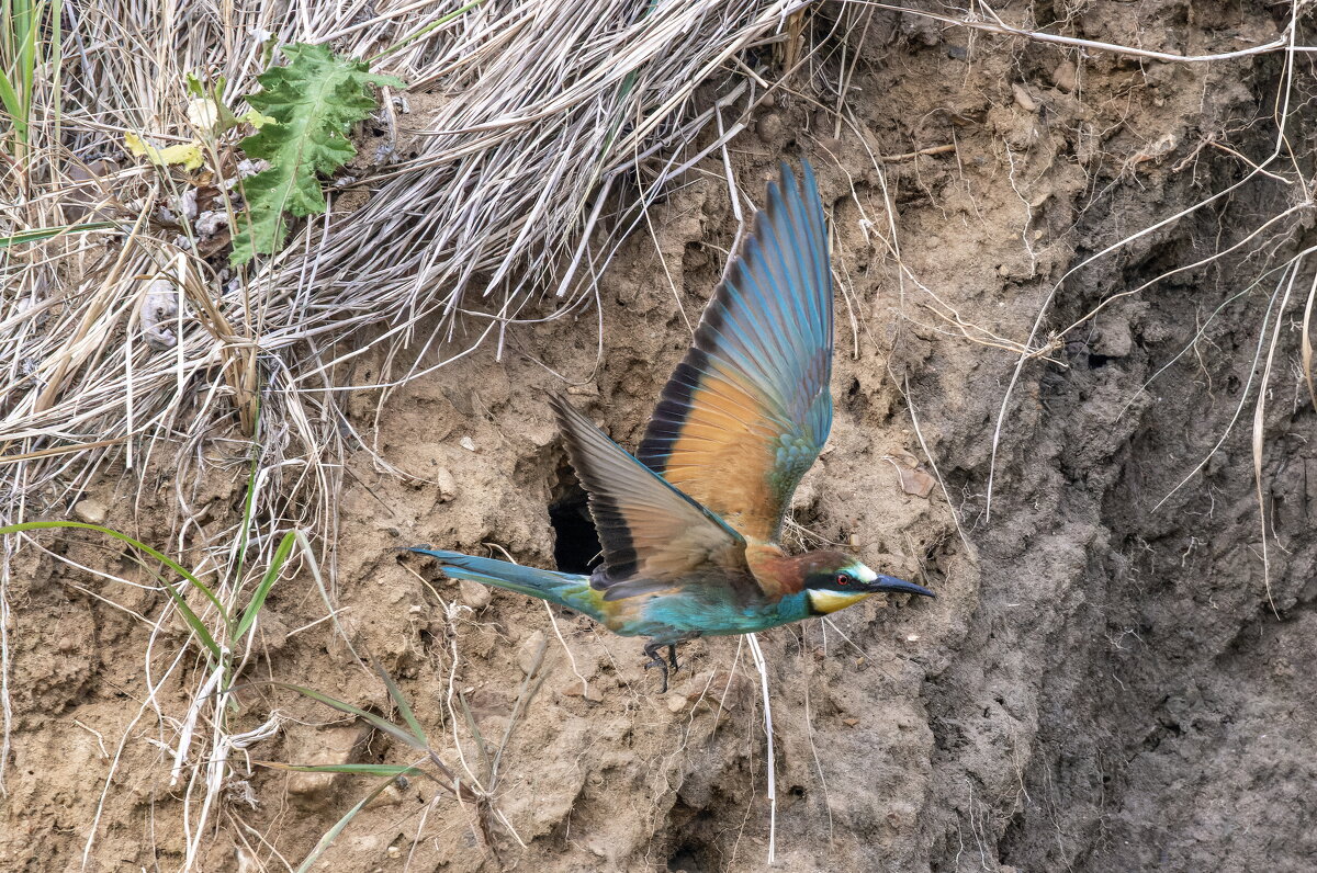 щурки - юрий макаров