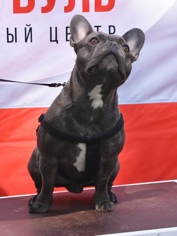 Москва. Парад французских бульдогов в усадьбе «Воронцово». - Наташа ***** Москва. Парад французских бульдогов в усадьбе «Воронцово». - Наташа *****