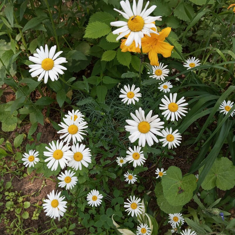 Ромашковое поле - Елена Семигина