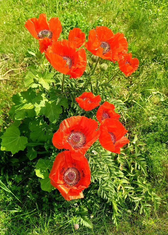 Лето - Леонид Иванчук