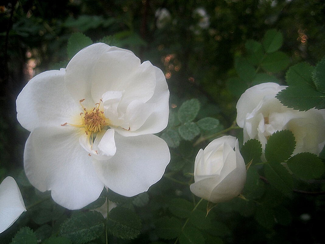 Шиповник - Елена Семигина