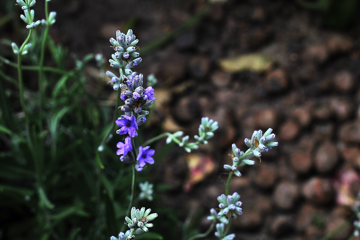 Лаванда - Юрий Гайворонскiий Лаванда - Юрий Гайворонскiий