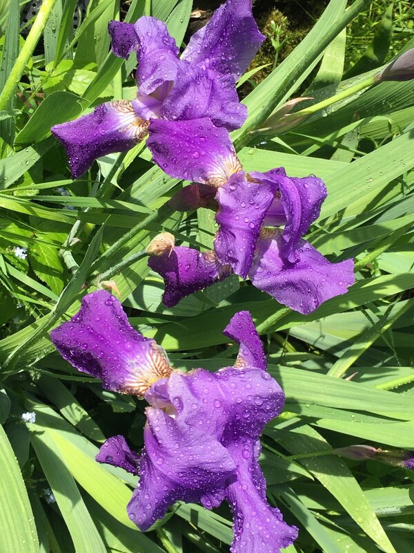 ФиоЛЕТОвое лето... - Владимир Павлов