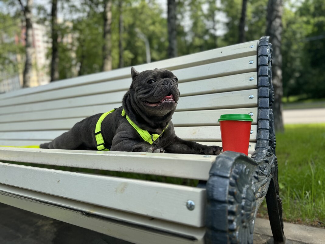 Scammer - Анна Камс Scammer - Анна Камс