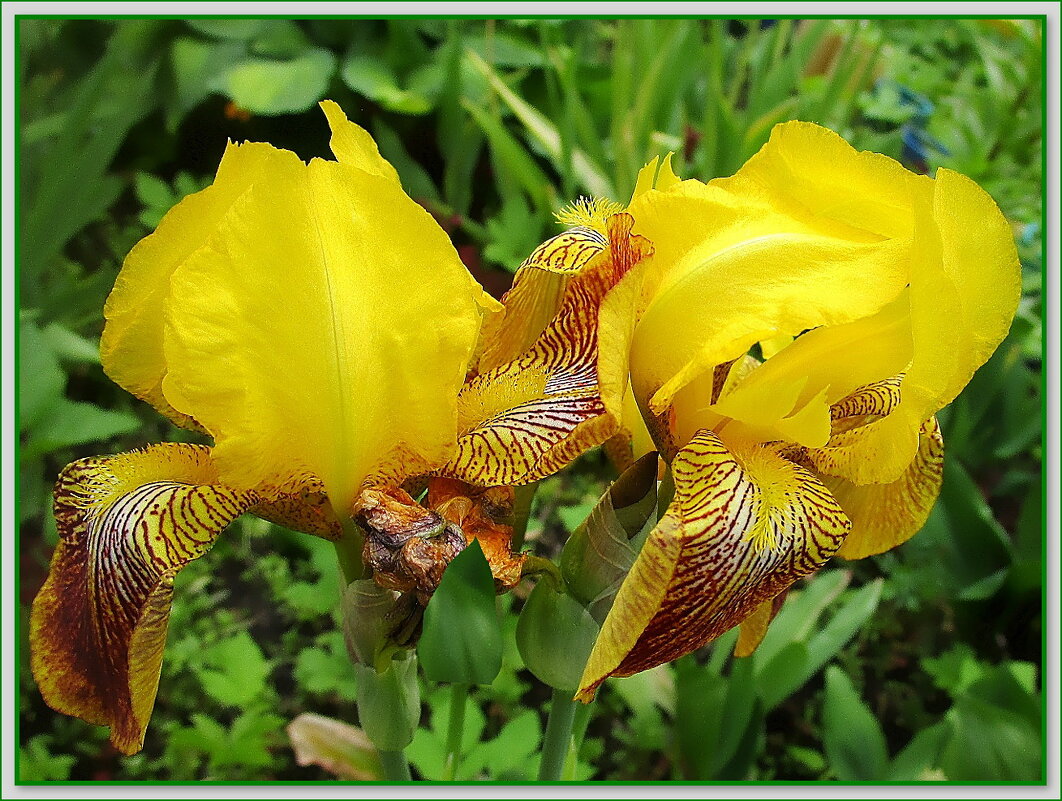 Ирисы. Дуэт. - Ольга Довженко