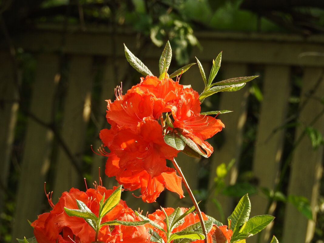 цветы в моём саду - ИННА ПОРОХОВА