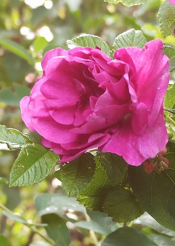 Ароматный, но колючий... - veilins veilins Ароматный, но колючий... - veilins veilins