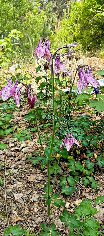 Лесные цветы. - Михаил Столяров