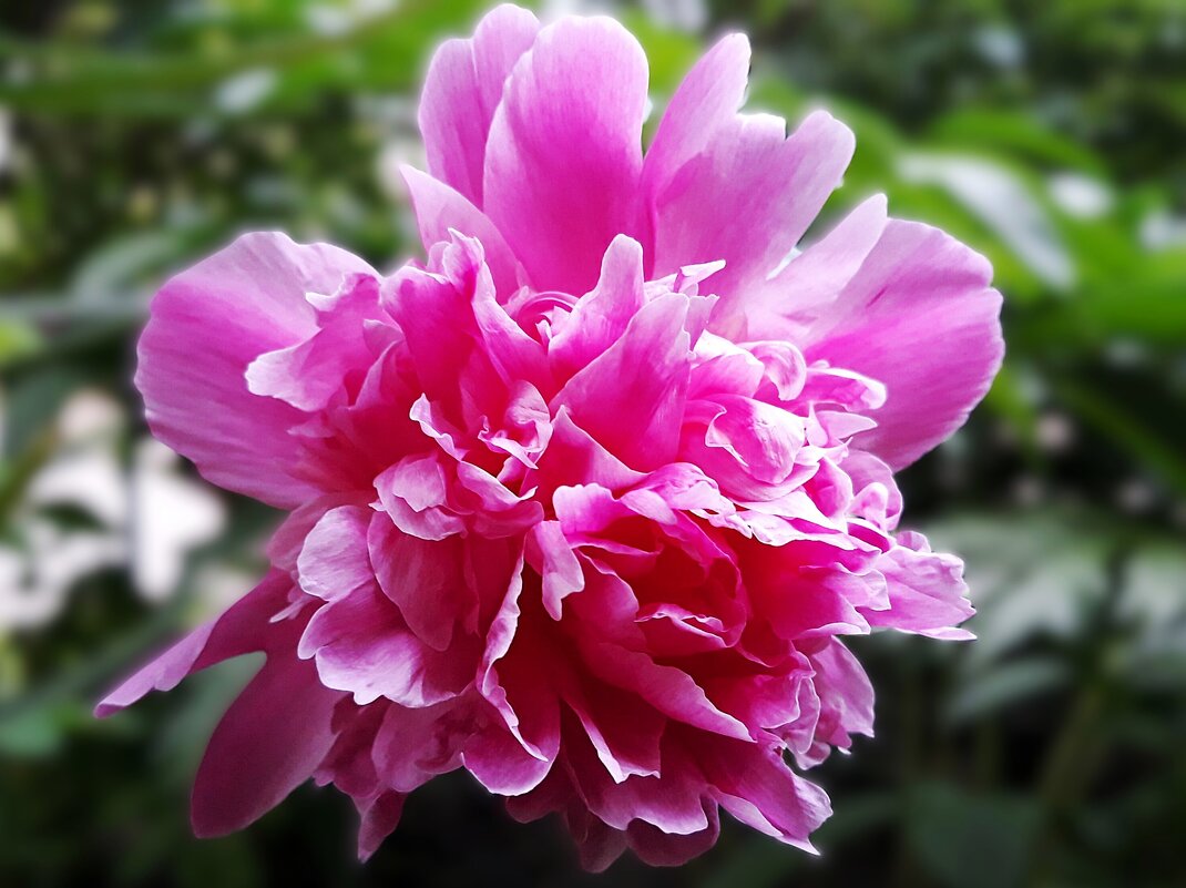 Весела твоя радость - Hope Весела твоя радость - Hope