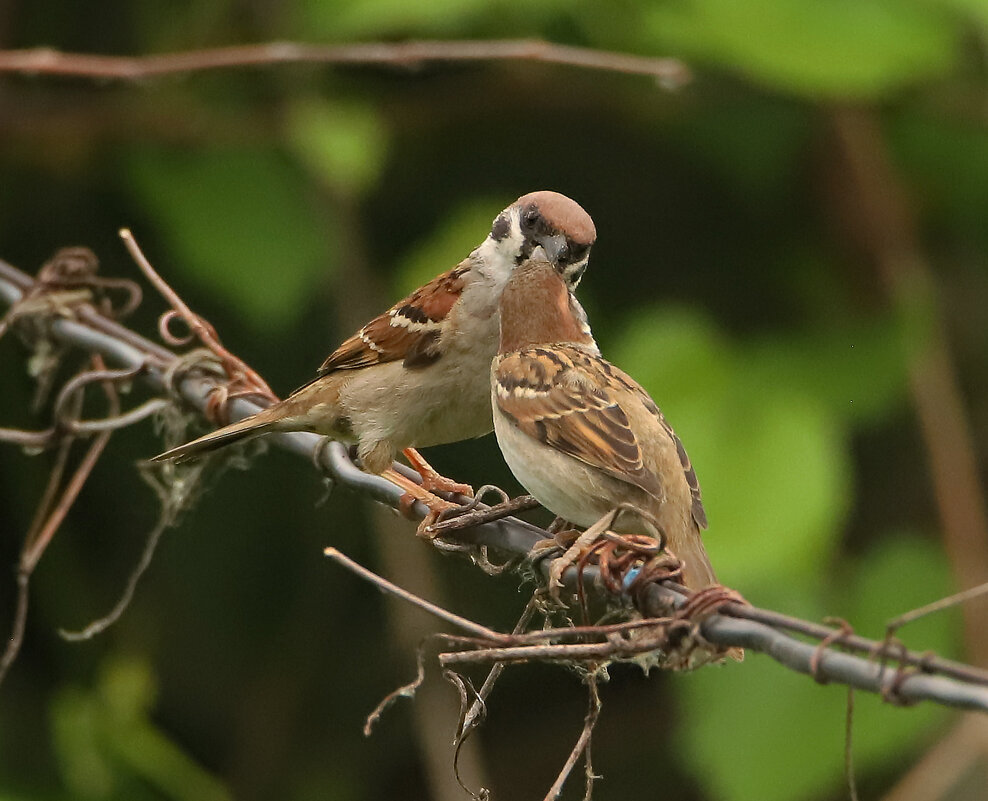 Кормление воробушка - Светлана Кормление воробушка - Светлана