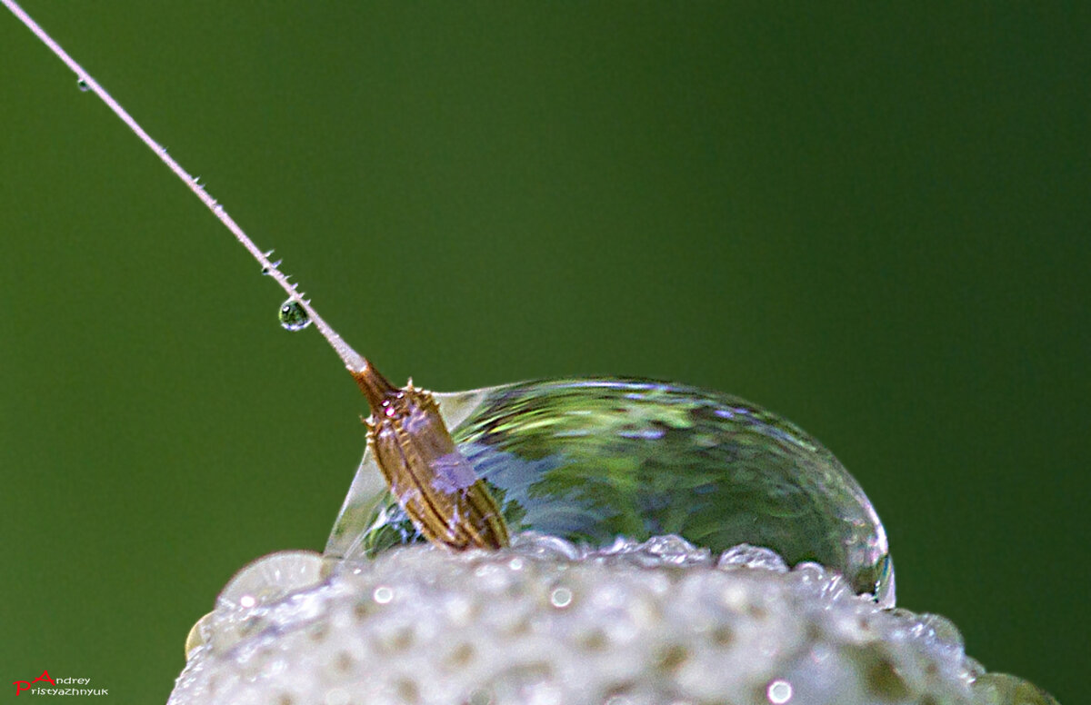 Капля - Андрей Пристяжнюк