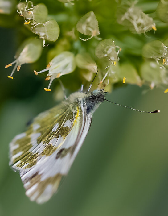 Бабочка - Светлана SvetNika17 Бабочка - Светлана SvetNika17
