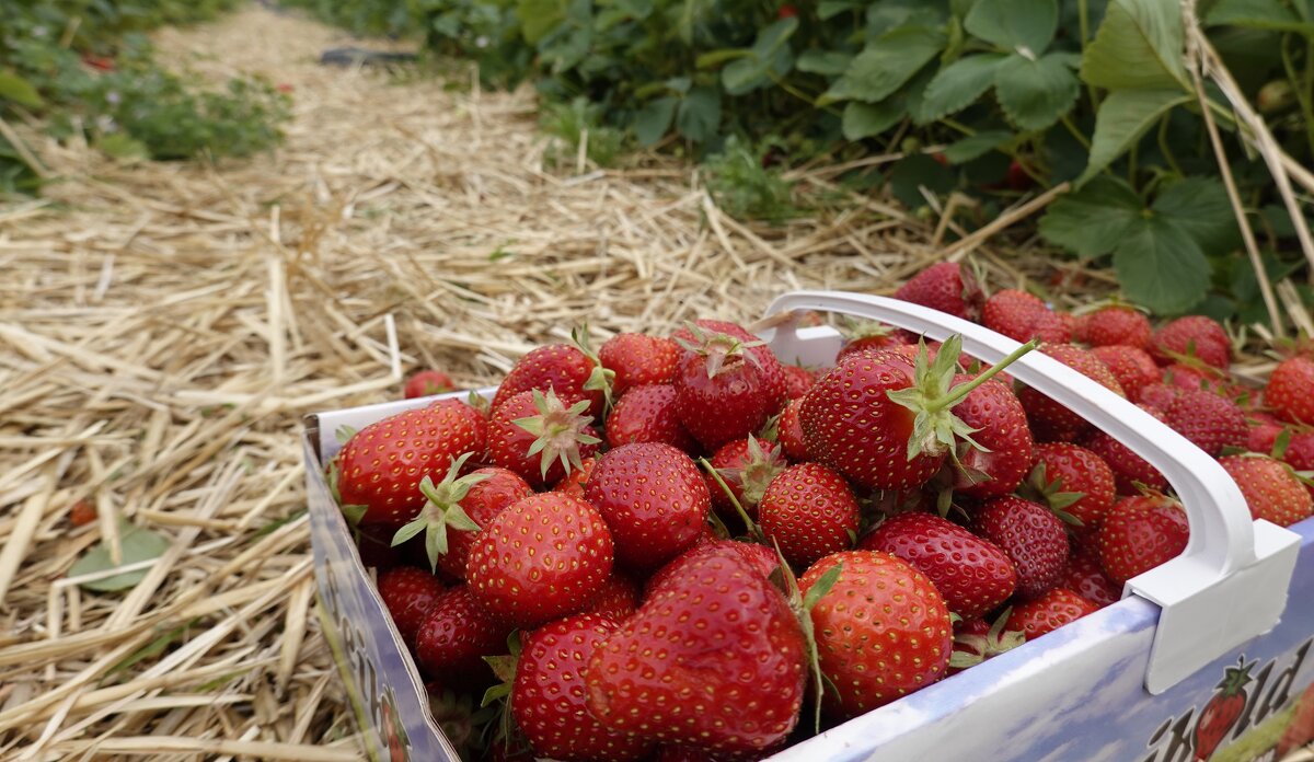 Пришла клубничная пора! - Галина Пришла клубничная пора! - Галина