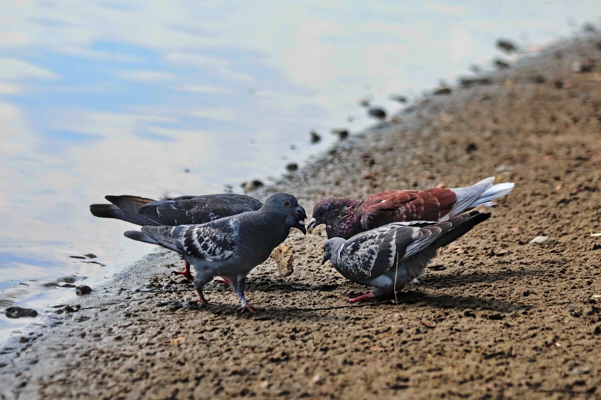 Братва, решаем быстрей, как у уток хлеб отобрать. - Татьяна Бравая Братва, решаем быстрей, как у уток хлеб отобрать. - Татьяна Бравая
