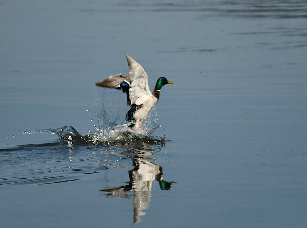 Взлётная вода - Сергей Шаврин