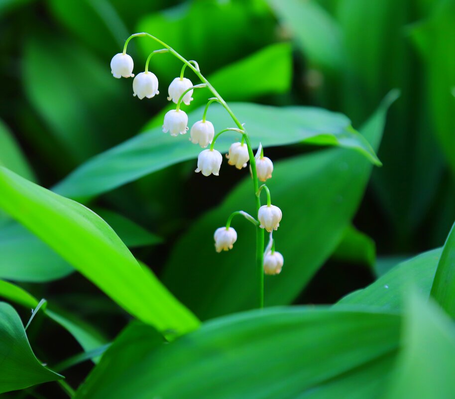ландыш - Владимир иванов ландыш - Владимир иванов