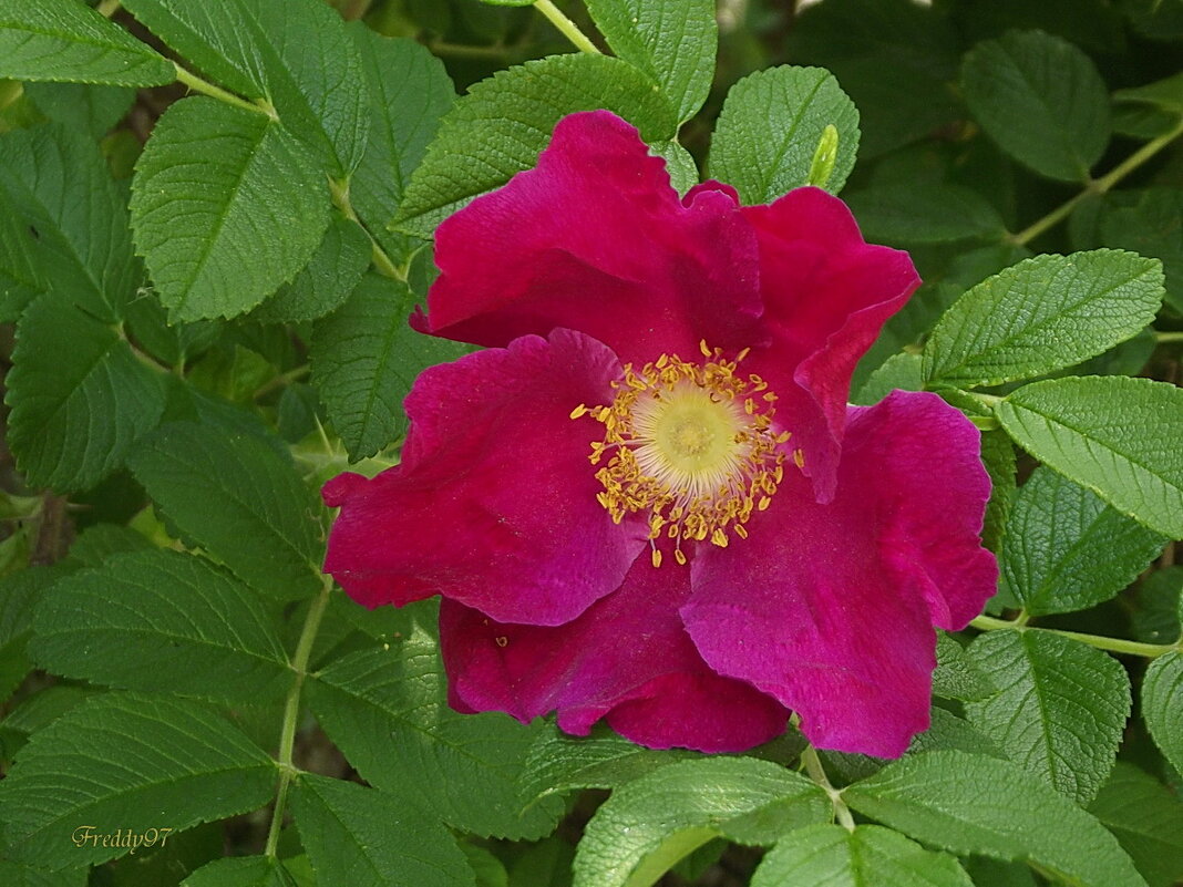 Шиповник - Freddy 97