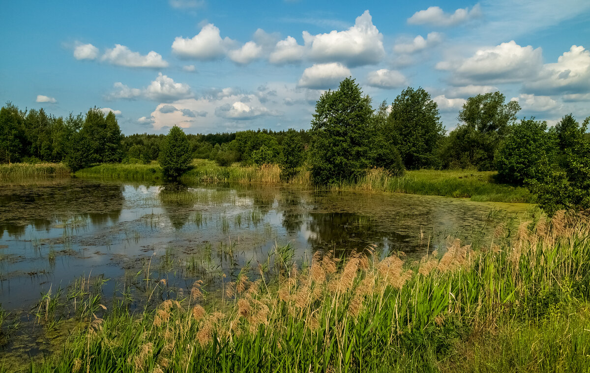 Июньское утро - Андрей Дворников