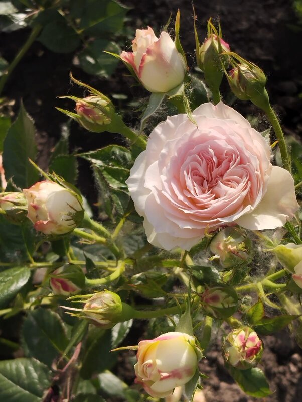 Talgar. - Murat Bukaev 