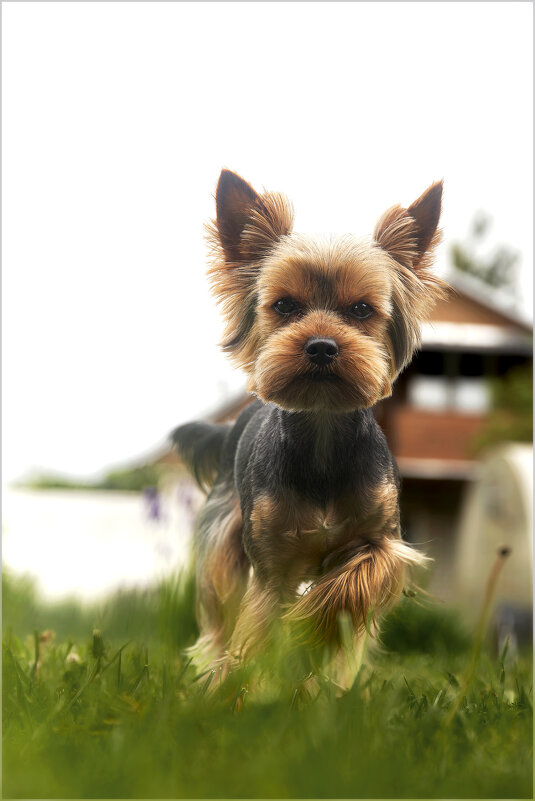 Тофик. - leff Postnov