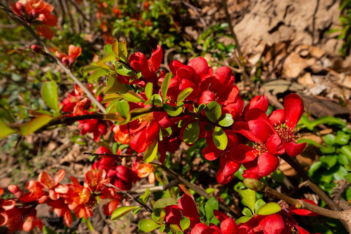 Айва японская... - Николай Гирш Айва японская... - Николай Гирш