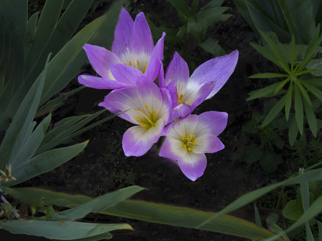 Безвременники - Евгений Безвременники - Евгений