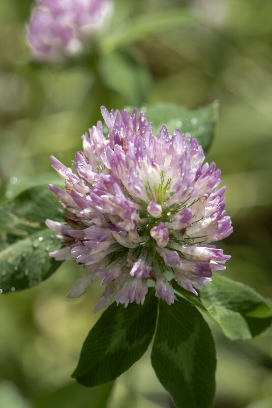 Вспыхнул День, чтобы позже погаснуть - Валерий Басыров Вспыхнул День, чтобы позже погаснуть - Валерий Басыров