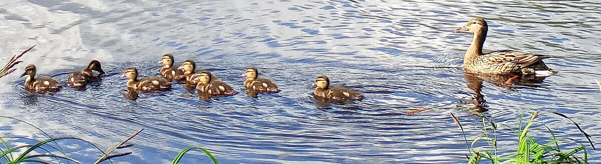 Утята - Сапсан 